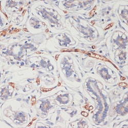 ABclonal Technology CD36 Polyclonal Antibody,100UL,Validated in: WB,IF,