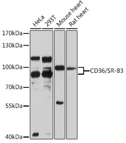 ABclonal Technology CD36 Polyclonal Antibody,100UL,Validated in: WB,IF,