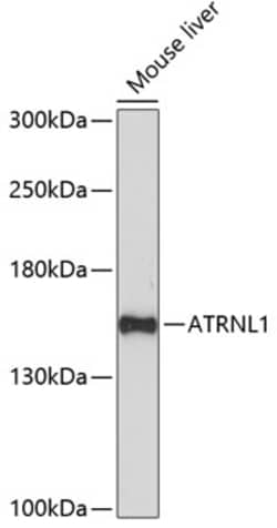 ABclonal Technology ATRNL1 Polyclonal Antibody,100UL,Validated in: WB,