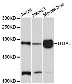 ABclonal Technology ITGAL Polyclonal Antibody, 100UL, Validated in:WB,