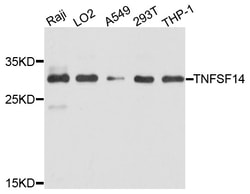 ABclonal Technology TNFSF14 Polyclonal Antibody, 100UL, Validated in:WB,