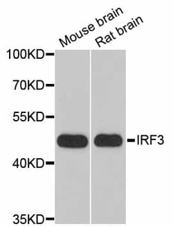 ABclonal Technology IRF3 Polyclonal Antibody, 100UL, Validated in:WB, IHC,