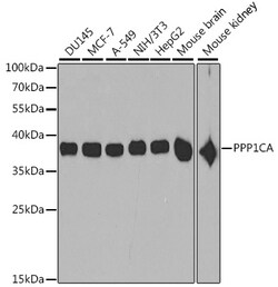 ABclonal Technology PPP1CA Polyclonal Antibody, 100UL, Validated in:WB,