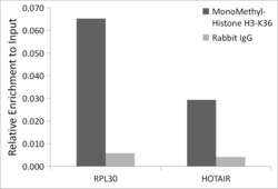 ABclonal Technology MonoMethyl-Histone H3-K36 Polyclonal Antibody, 100UL,