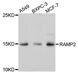 ABclonal Technology RAMP2 Polyclonal Antibody, 100UL, Validated in:WB,