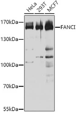 ABclonal Technology FANCI Polyclonal Antibody, 100UL, Validated in:WB,