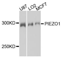 ABclonal Technology PIEZO1 Polyclonal Antibody, 100UL, Validated in:WB,