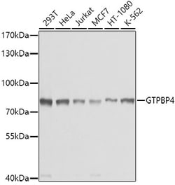 ABclonal Technology GTPBP4 Polyclonal Antibody, 100UL, Validated in:WB,