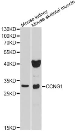 ABclonal Technology CCNG1 Polyclonal Antibody, 100UL, Validated in:WB,