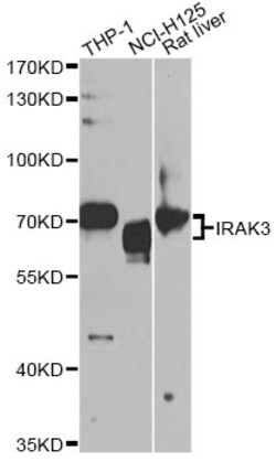 ABclonal Technology IRAK3 Polyclonal Antibody, 100UL, Validated in:WB,
