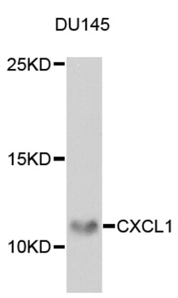 ABclonal Technology CXCL1 Polyclonal Antibody, 100UL, Validated in:WB,