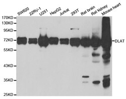 ABclonal Technology DLAT Polyclonal Antibody, 100UL, Validated in:WB,IF,