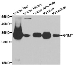 ABclonal Technology GNMT Polyclonal Antibody, 100UL, Validated in:WB, Quantity: