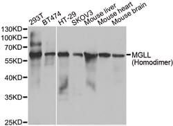 ABclonal Technology MGLL Polyclonal Antibody, 100UL, Validated in:WB, Quantity: