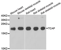 ABclonal Technology TCAP Polyclonal Antibody, 100UL, Validated in:WB, Quantity: