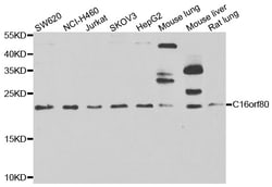 ABclonal Technology C16orf80 Polyclonal Antibody, 100UL, Validated in:WB,IF,