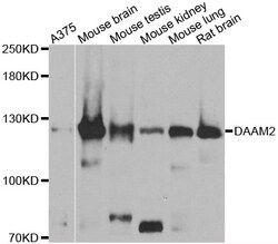 ABclonal Technology DAAM2 Polyclonal Antibody, 100UL, Validated in:WB,IHC,