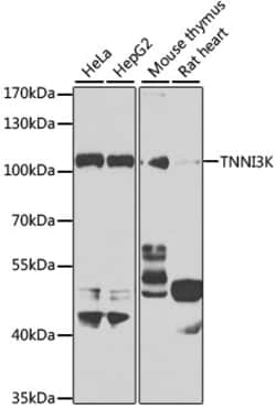 ABclonal Technology TNNI3K Polyclonal Antibody, 100UL, Validated in:WB,IHC,