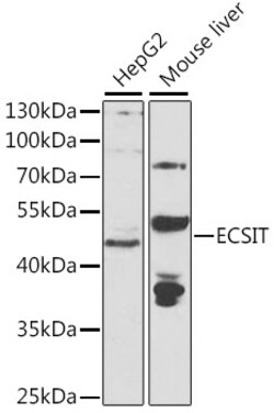 ABclonal Technology ECSIT Polyclonal Antibody, 100UL, Validated in:WB,