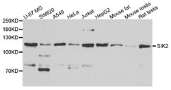 ABclonal Technology SIK2 Polyclonal Antibody, 100UL, Validated in:WB, Quantity: