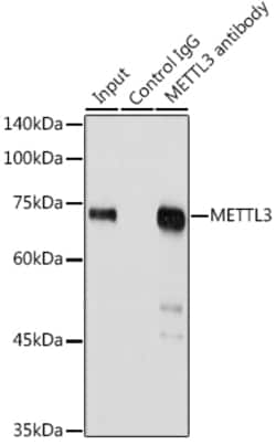 ABclonal Technology METTL3 Polyclonal Antibody, 100UL, Validated in:WB,