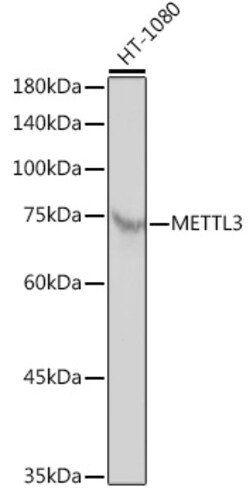 ABclonal Technology METTL3 Polyclonal Antibody, 100UL, Validated in:WB,