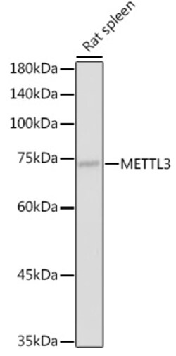 ABclonal Technology METTL3 Polyclonal Antibody, 100UL, Validated in:WB,