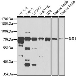 ABclonal Technology IL4I1 Polyclonal Antibody, 100UL, Validated in:WB,