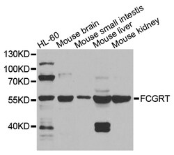 ABclonal Technology FCGRT Polyclonal Antibody, 100UL, Validated in:WB,