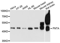 ABclonal Technology FNTA Polyclonal Antibody, 100UL, Validated in:WB, Quantity: