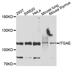 ABclonal Technology ITGAE Polyclonal Antibody, 100UL, Validated in:WB,IHC,