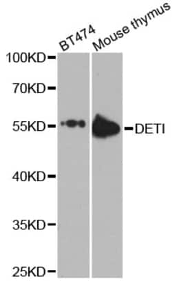 ABclonal Technology DET1 Polyclonal Antibody, 100UL, Validated in:WB, Quantity: