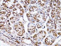ABclonal Technology ACTB Monoclonal Antibody,100UL,Validated in: WB,IHC,IF,