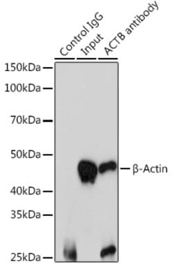 ABclonal Technology ACTB Monoclonal Antibody,100UL,Validated in: WB,IHC,IF,