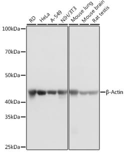 ABclonal Technology ACTB Monoclonal Antibody,100UL,Validated in: WB,IHC,IF,