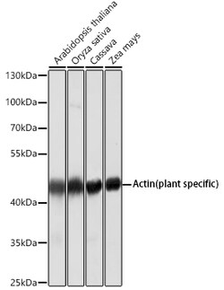 ABclonal Technology Plant actin Monoclonal Antibody,100UL,Validated in: