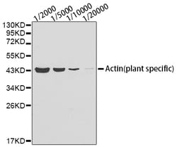 ABclonal Technology Plant actin Monoclonal Antibody,100UL,Validated in:
