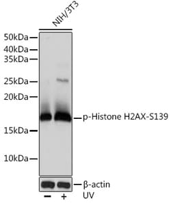 ABclonal Technology Phospho-Histone H2AX-S139 Rabbit mAb 100 L, Quantity: