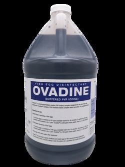 Syndel USA Syndel Ovadine (PVP Iodine), 4 by 1 gal, Quantity: Case of 1