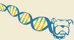 Bulldog Bio Inc TaqDog Premium DNA Polymerase with 10x Reaction Buffer