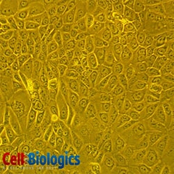 Cell Biologics&nbsp;C57 EPIDERMAL KERATINOCYTES