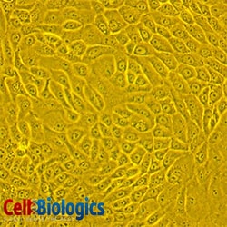 Cell Biologics EPIDERMAL KERATINOCYTES-MK, Quantity: Each of 1