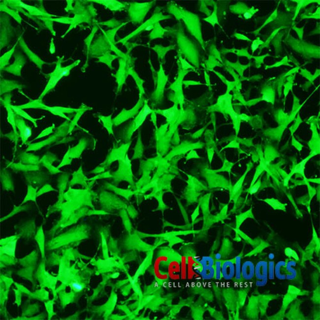 Cell Biologics PORCINE DERMAL FIBROBLASTSNEO Fisher Scientific