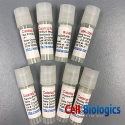 Cell Biologics&nbsp;C57BL/6 HEPATIC STELLATE CELLS
