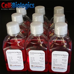 Cell Biologics Inc&nbsp;HUMAN ENDOTHELIAL CELL MEDIUM