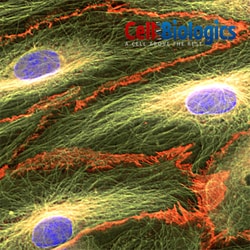 Cell Biologics RETINAL ENDOTHELIAL CELLS-HU, Quantity: Each of 1
