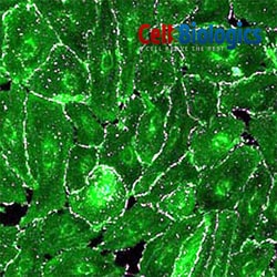 Cell Biologics ALVEOLAR EPITHELIAL CELLS-HU, Quantity: Each of 1