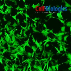 Cell Biologics HUMAN LUNG FIBROBLASTS, Quantity: Each of 1