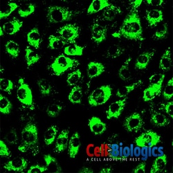 Cell Biologics BRAIN ENDOTHELIAL CELLS-MK, Quantity: Each of 1