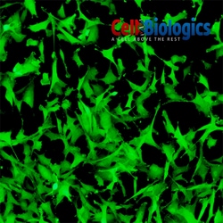 Cell Biologics&nbsp;MONKEY LUNG FIBROBLASTS